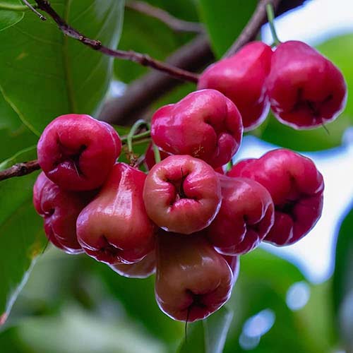 Water Apple Health And Lifestyle Vande 