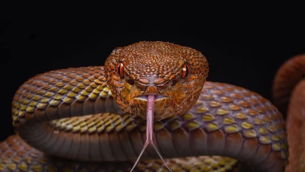 top 10 deadliest snakes