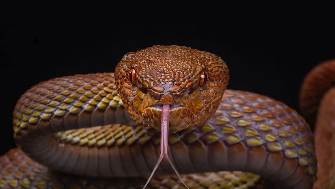 Most Dangerous Snakes : భూమిపై ఆశ్చర్యం కలిగించే.. అత్యంత భయంకరమైన 10 విష సర్పాలు.. వాటి  ప్రత్యేకతలు..