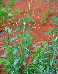 Andrographis paniculata