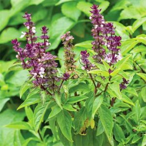 Clove Basil