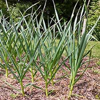 Snake Repellent Plants