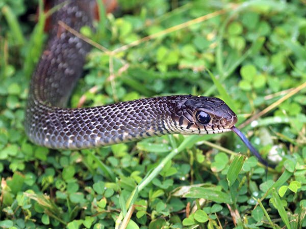 Natural Snake Repellent Plants