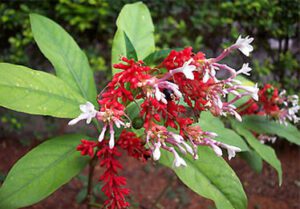 Indian Snake Root