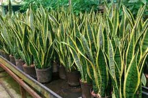 Snake Repellent Plants