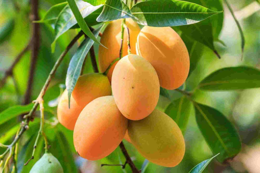 National Mango Day 2023