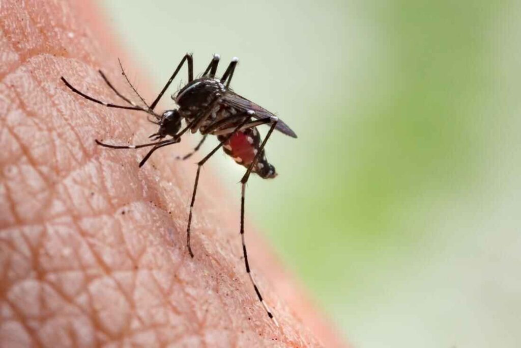 Japanese encephalitis
