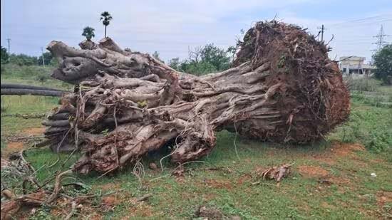 కూల్చేసిన  వందేళ్ల నాటి వృక్షానికి మళ్లీ జీవం పోశారు..