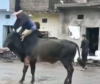 Bullfight viral video : తప్పతాగి మద్యం మత్తులో ఎద్దుతోనే ఫైటింగ్ చేశాడు.. చివరికి ఏమైందో చూడండి..