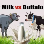 Cow Milk vs Buffalo Milk | ఆవు పాలు, గేదె పాలు రెండింటిలో మీ ఆరోగ్యానికి ఏది బెస్ట్.. ?