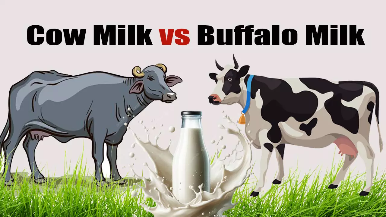 Cow Milk vs Buffalo Milk | ఆవు పాలు, గేదె పాలు రెండింటిలో మీ ఆరోగ్యానికి ఏది బెస్ట్.. ?