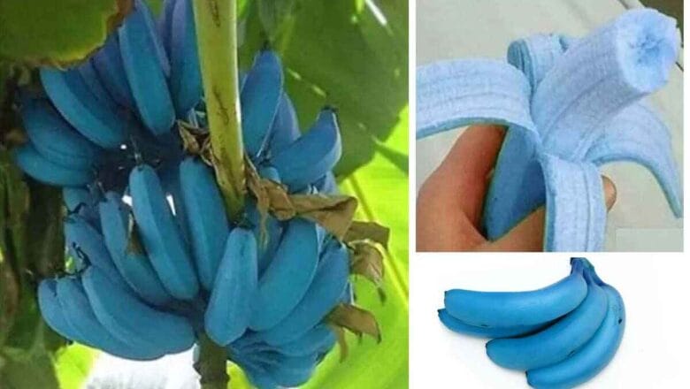 Blue Java Banana Benefits | నీలం అరటిపండు గురించి తెలుసా? వెరైటీ రుచి.. ఆరోగ్య ప్ర‌యోజ‌నాలు ఎన్నో..!