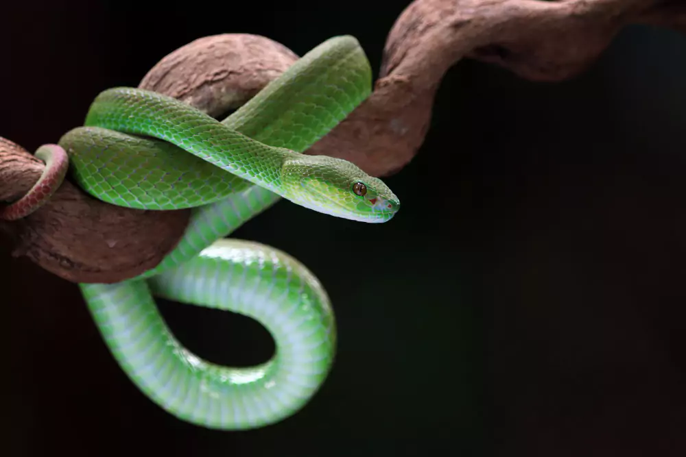 Boomslang