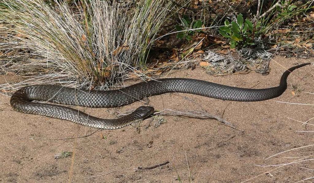 Eastern Tiger Snake