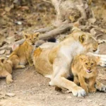 Gir National Park | గిర్ నేషనల్ పార్క్ ఎందుకు ప్రత్యేకమైనది.. ప్రధాని మోదీ కెమెరాతో అక్కడికి ఎందుకెళ్లారు..?