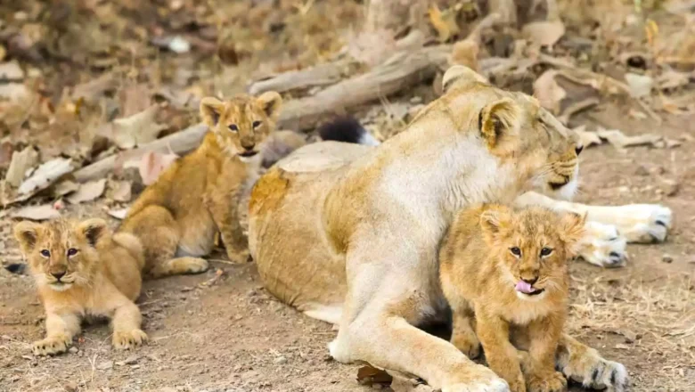 Gir National Park | గిర్ నేషనల్ పార్క్ ఎందుకు ప్రత్యేకమైనది.. ప్రధాని మోదీ కెమెరాతో అక్కడికి ఎందుకెళ్లారు..?