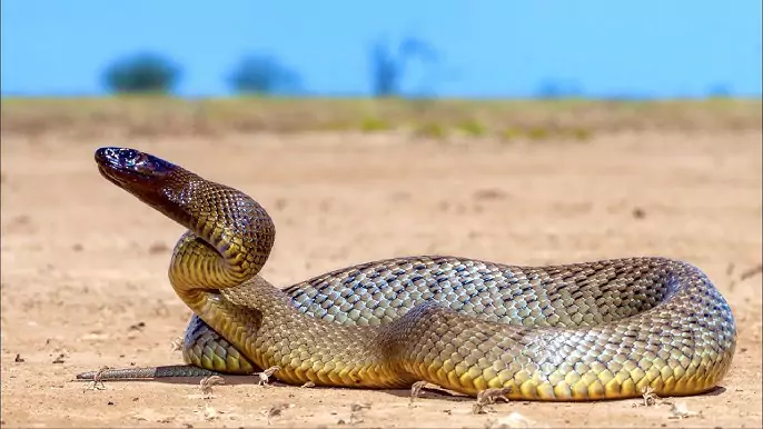 Inland Taipan