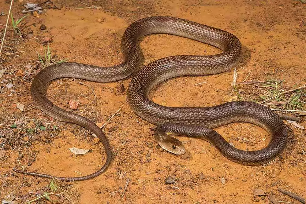 Coastal Taipan