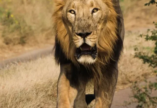 Gir National Park : గిర్ నేషనల్ పార్క్ లో  నమ్మలేని ప్రత్యేకతలు