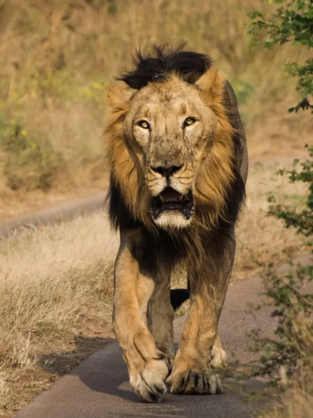 Gir National Park : గిర్ నేషనల్ పార్క్ లో  నమ్మలేని ప్రత్యేకతలు