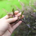 Tulsi Leaves : ఉదయాన్నే ఖాళీ కడుపుతో తులసి ఆకులు తింటే ఏమవుతుంది?